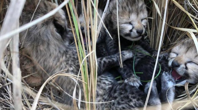 Namibian cheetah