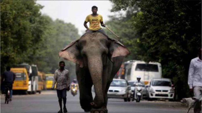 Mudumalai Tiger Reserve