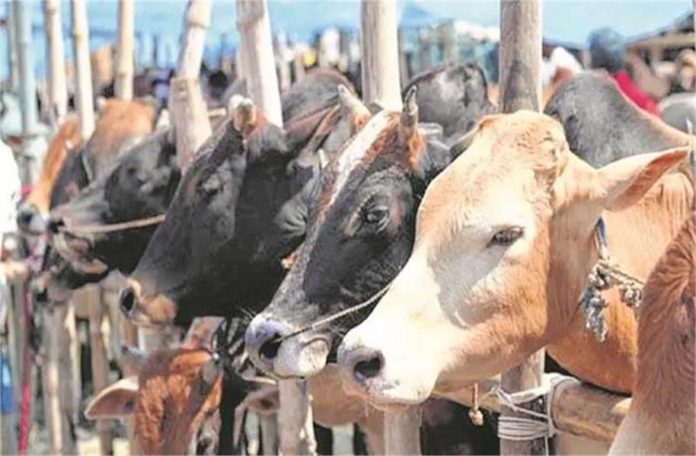 गौ हत्या पर सख्त हुई पंजाब पुलिस