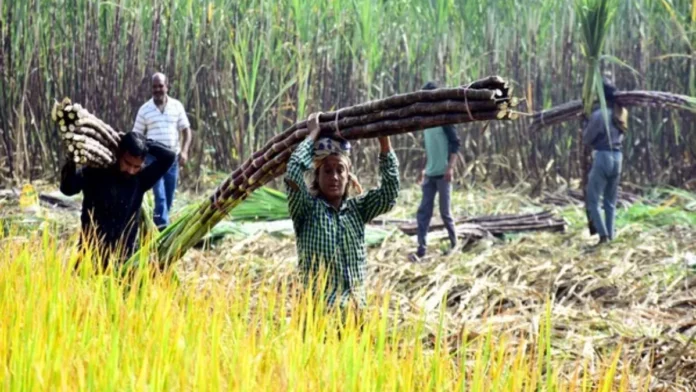 गन्ना क‍िसानों को म‍िलेगी खुशखबरी