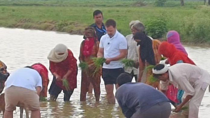 राहुल गांधी आज किसानों के साथ खेतों में पहुंचे